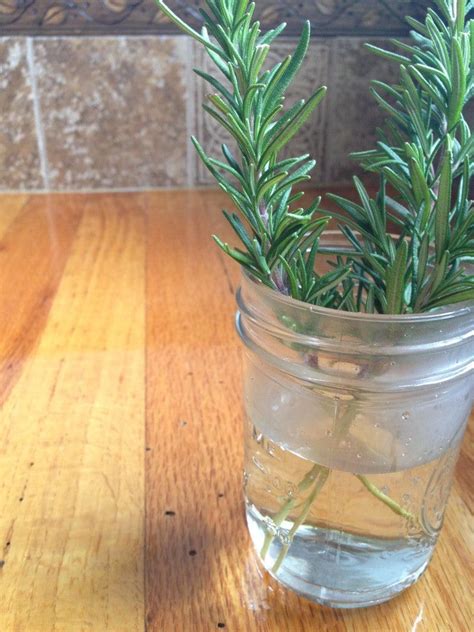 how to water rosemary indoors